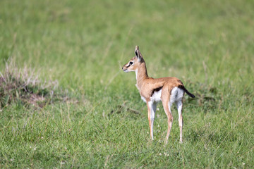 Naklejka na ściany i meble A very young Thomson Gazelle in the Kenyan grass landscape