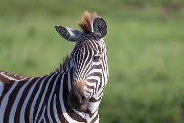 A closeup of a zebra in a national park