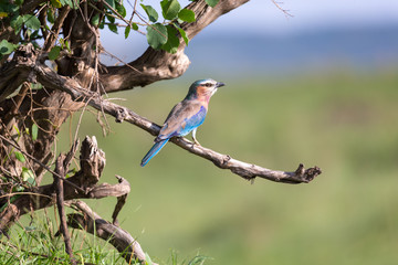 A lilac breast roll sits on a tree branch