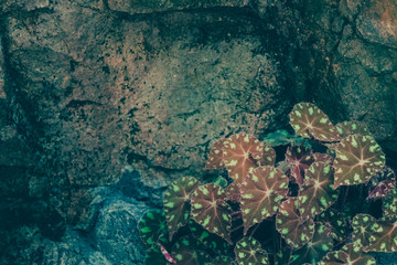 Green Leaves Pattern; Natural Background