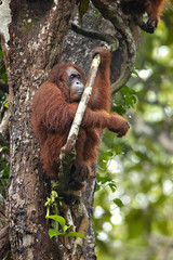 Bornean orangutan (Pongo pygmaeus) is a species of orangutan native to the island of Borneo. Together with the Sumatran orangutan and Tapanuli orangutan © Milan