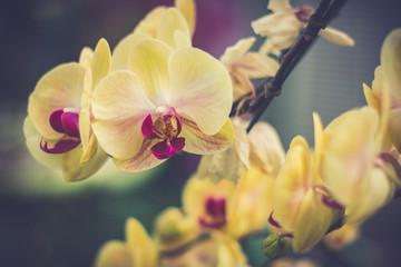 Closeup orchid in garden with blur background. 