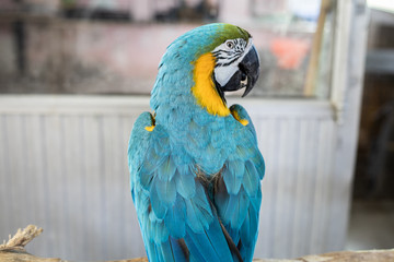 Macaw parrots that are staring.