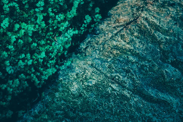 Green Leaf with stone wall; nature background