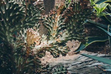 Naklejka na ściany i meble Succulent Plants, Nature Background or Texture