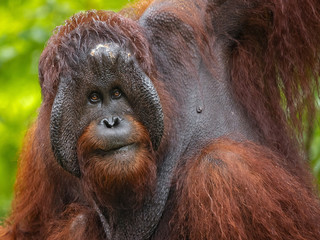 Bornean orangutan (Pongo pygmaeus) is a species of orangutan native to the island of Borneo. Together with the Sumatran orangutan and Tapanuli orangutan