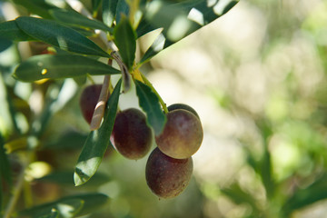Branch with fresh ripe olives. Mediterranean olive trees garden ready for harvest.