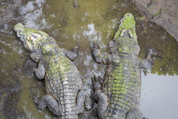 Crocodile in the swamp.