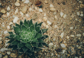 Succulent Plants, Nature Background or Texture