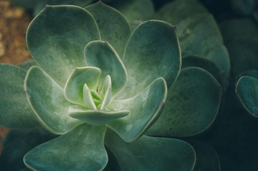 Succulent Plants, Nature Background or Texture