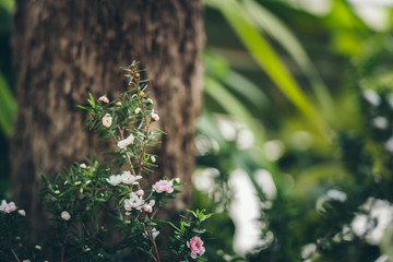 Flower on foliage nature background