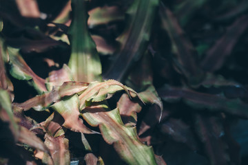 Naklejka premium Leaves Pattern; Natural Background