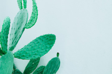 View of plant, prickly pear. Background.