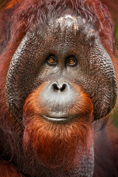 Bornean Orangutan (Pongo Pygmaeus) Is A Species Of Orangutan Native To The Island Of Borneo. Together With The Sumatran Orangutan And Tapanuli Orangutan