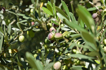 Branch with fresh ripe olives. Mediterranean olive trees garden ready for harvest.