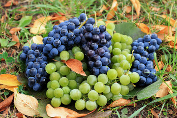 Ripe blue and green grapes on the grass in the garden.