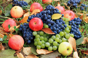 Summer, rich harvest of different apples, blue and yellow grape varieties.