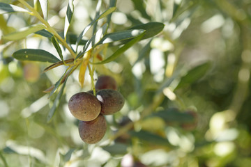 Branch with fresh ripe olives. Mediterranean olive trees garden ready for harvest.