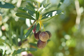 Branch with fresh ripe olives. Mediterranean olive trees garden ready for harvest.