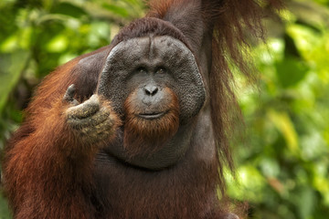 Bornean orangutan (Pongo pygmaeus) is a species of orangutan native to the island of Borneo. Together with the Sumatran orangutan and Tapanuli orangutan © Milan