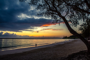 flotsam on the coast of Mau'i , this time a whole tree