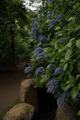 雨引観音あじさい祭り