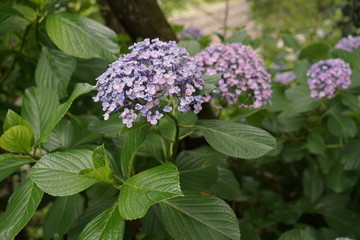 雨引観音あじさい祭り