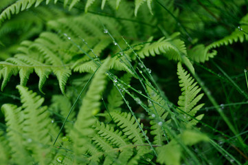 Green grass and fern after rain