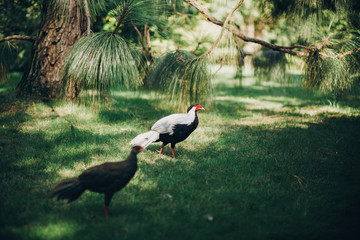Beautiful pheasants walking in sunny botanical garden, on Borromean Islands on Lago Maggiore, Stresa city, Italy. White pheasant bird with red head and brown pheasant