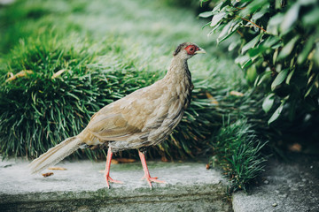 Beautiful pheasant walking in sunny botanical garden, on Borromean Islands on Lago Maggiore, Stresa city, Italy. Brown pheasant bird with red head. Fauna in Europe