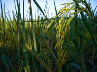 Fototapeta premium field of wheat