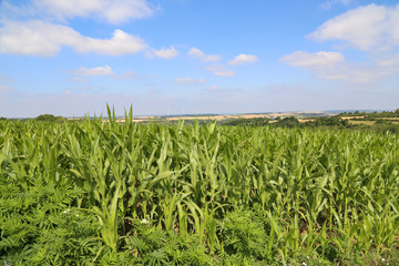 Green Cornfield on a sunny summer day