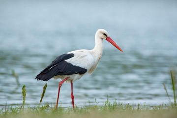 White stork near the water
