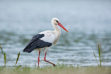 White stork near the water