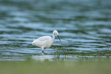 Little egret, in the water near the shore of the river, searching for fish
