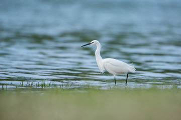 Little egret, in the water near the shore of the river