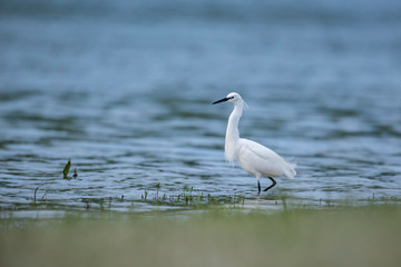 Little egret, in the water near the shore of the river