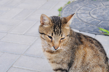 Fototapeta premium Homeless cat without breed in shelter for a walk on the street