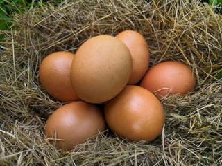 Chicken organic eggs with straw in nest 