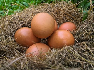 Chicken organic eggs with straw in nest 