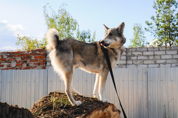 Siberian husky dog homeless in shelter on a walk outside in the summer in sunny weather