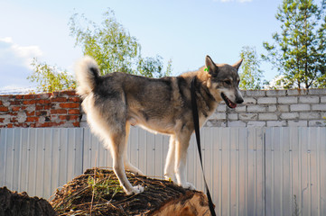 Siberian husky dog homeless in shelter on a walk outside in the summer in sunny weather