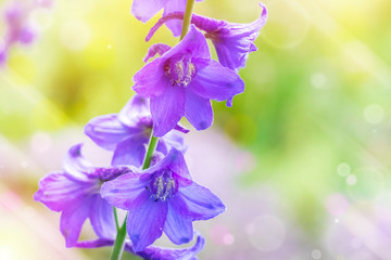 Beautiful spring background of flowers bell. Gorgeous card with empty space for your text