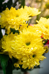 Bouquet of yellow chrysanthemum flower