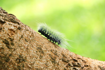 A long fur worm is walking up on a large tree.