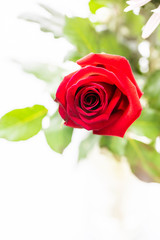 Close up of red rose on white background