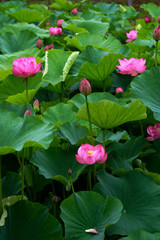 夏の池に咲く美しいハスの花