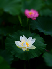 夏の池に咲く美しいハスの花