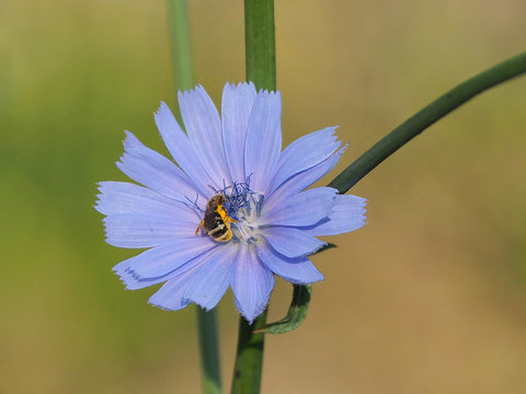 Braunb&uuml;rstige Hosenbiene, Dasypoda hirtipes, sammelt Nektar in Wegwartenbl&uuml;te