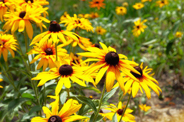 Yellow Echinacea flowers on green nature background in sunny day. Orange flowers for phytotherapy.